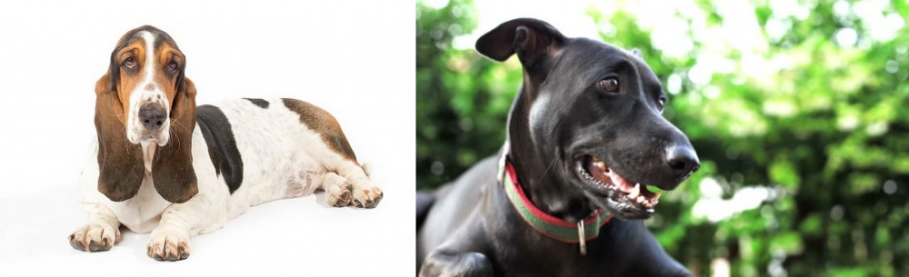 Shepard Labrador vs Basset Hound - Breed Comparison