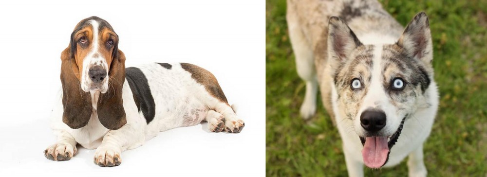 Shepherd Husky vs Basset Hound - Breed Comparison