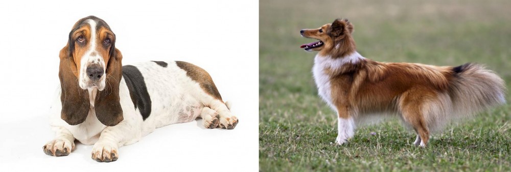 Shetland Sheepdog vs Basset Hound - Breed Comparison