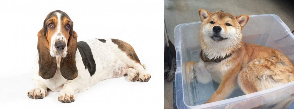 Shiba Inu vs Basset Hound - Breed Comparison