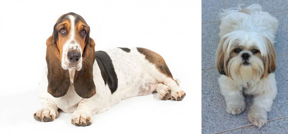 Shih Tzu vs Basset Hound - Breed Comparison