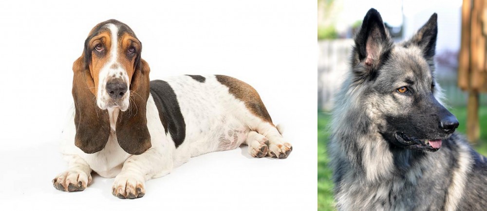 Shiloh Shepherd vs Basset Hound - Breed Comparison