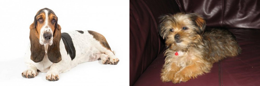 Shorkie vs Basset Hound - Breed Comparison