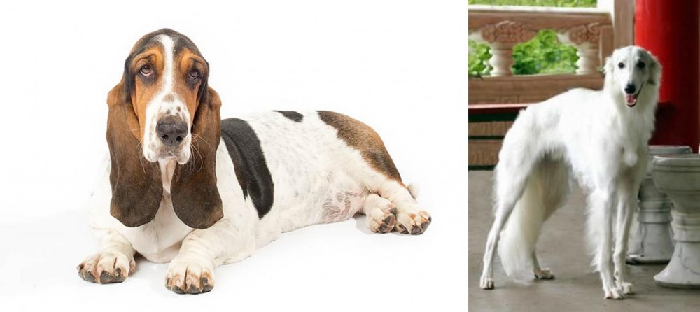 Silken Windhound vs Basset Hound - Breed Comparison