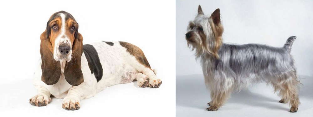 Silky Terrier vs Basset Hound - Breed Comparison