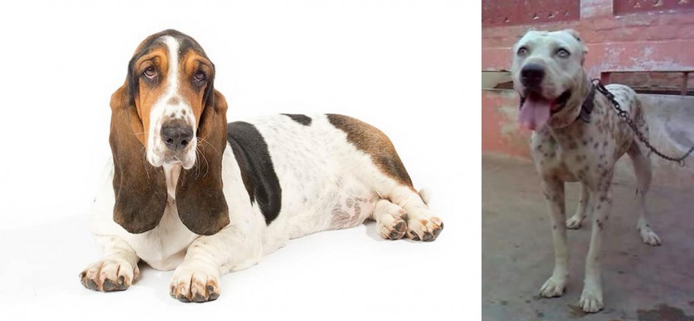 Sindh Mastiff vs Basset Hound - Breed Comparison