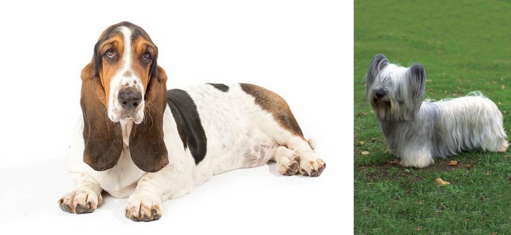 Skye Terrier vs Basset Hound - Breed Comparison