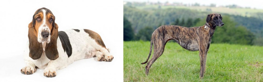 Sloughi vs Basset Hound - Breed Comparison