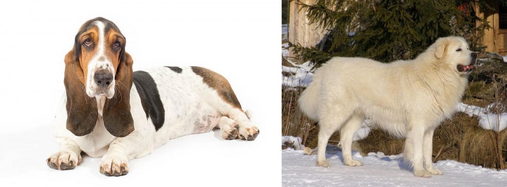 Slovak Cuvac vs Basset Hound - Breed Comparison