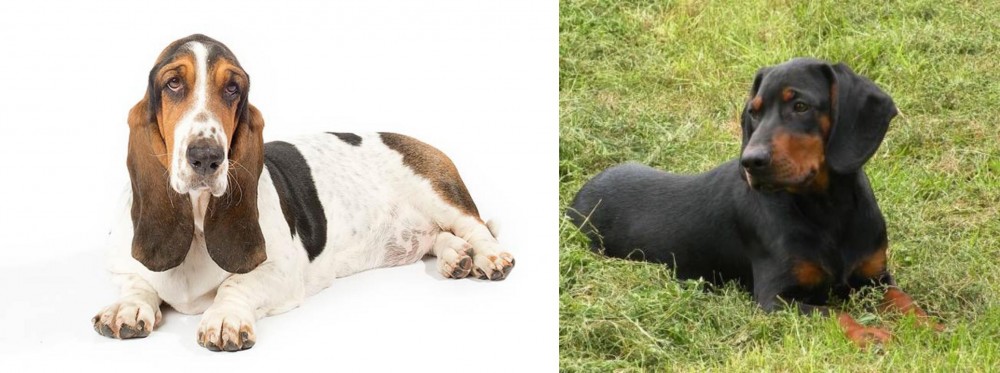 Slovakian Hound vs Basset Hound - Breed Comparison