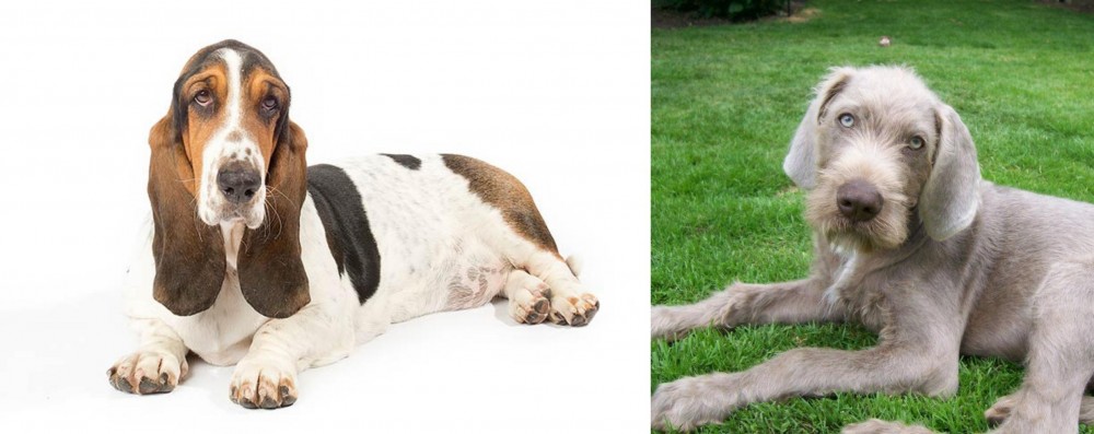 Slovakian Rough Haired Pointer vs Basset Hound - Breed Comparison