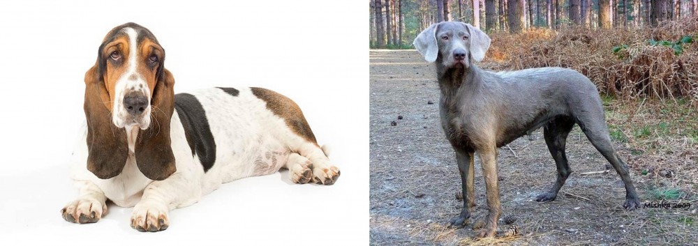 Slovensky Hrubosrsty Stavac vs Basset Hound - Breed Comparison