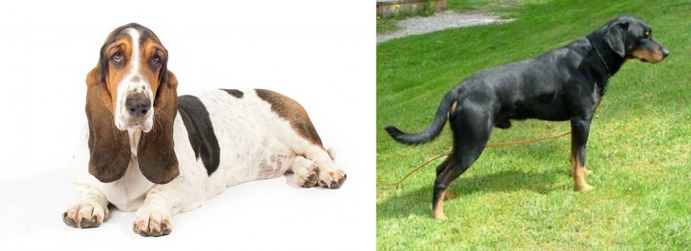 Smalandsstovare vs Basset Hound - Breed Comparison