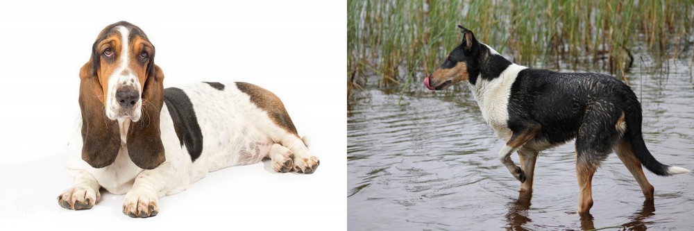 Smooth Collie vs Basset Hound - Breed Comparison