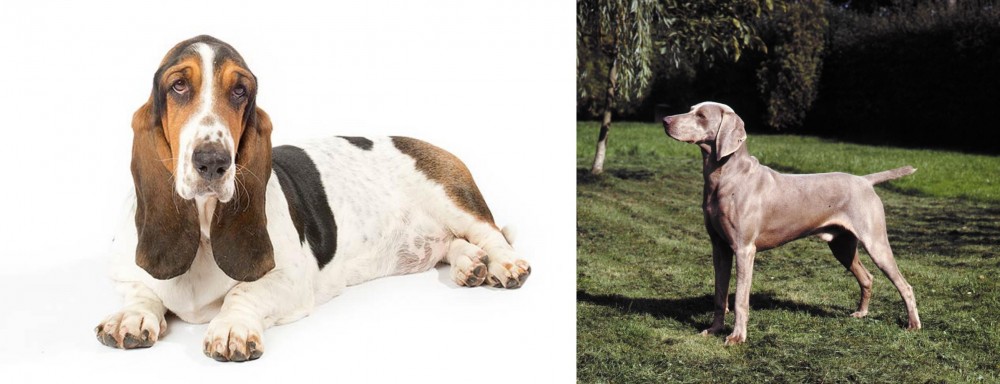 Smooth Haired Weimaraner vs Basset Hound - Breed Comparison
