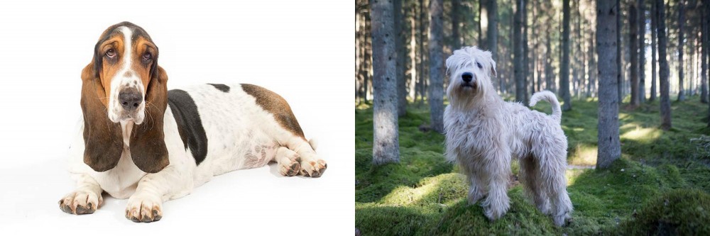 Soft-Coated Wheaten Terrier vs Basset Hound - Breed Comparison