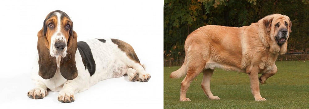 Spanish Mastiff vs Basset Hound - Breed Comparison