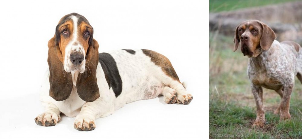Spanish Pointer vs Basset Hound - Breed Comparison