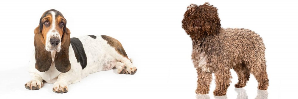 Spanish Water Dog vs Basset Hound - Breed Comparison