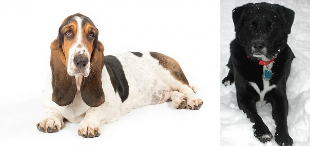 St. John's Water Dog vs Basset Hound - Breed Comparison