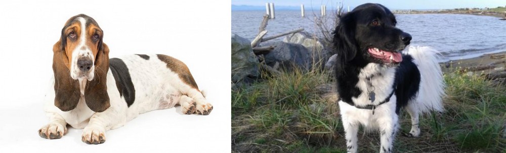 Stabyhoun vs Basset Hound - Breed Comparison
