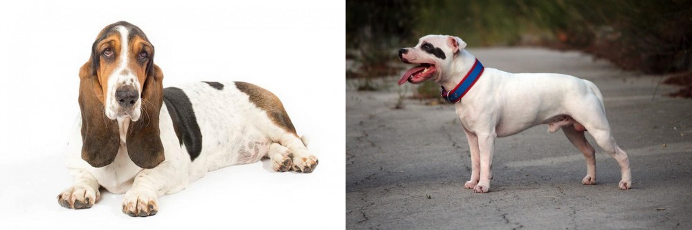Staffordshire Bull Terrier vs Basset Hound - Breed Comparison