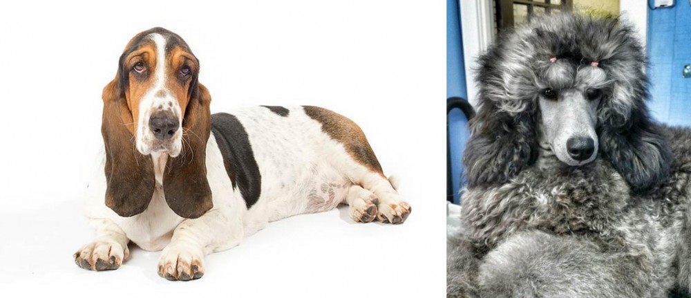 Standard Poodle vs Basset Hound - Breed Comparison