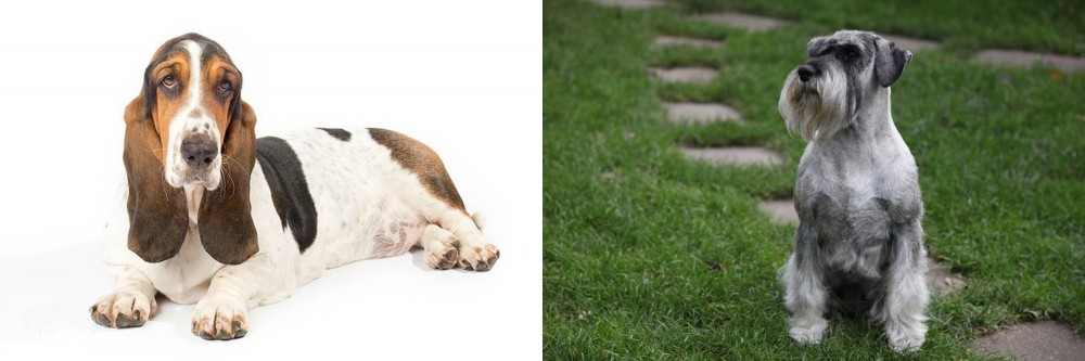 Standard Schnauzer vs Basset Hound - Breed Comparison