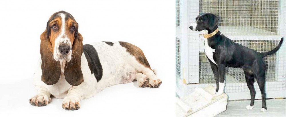 Stephens Stock vs Basset Hound - Breed Comparison