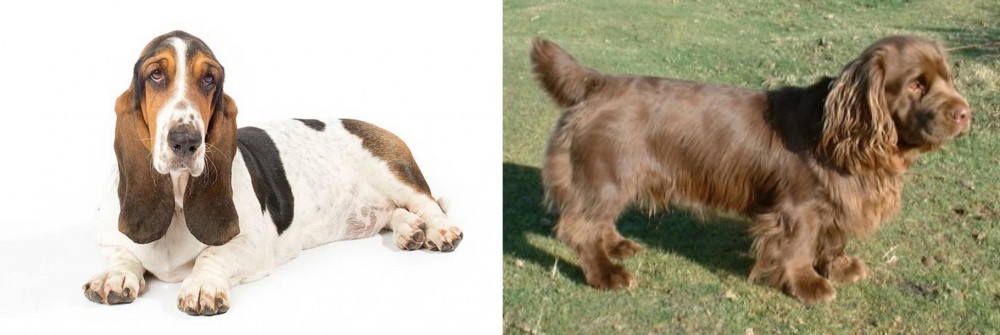 Sussex Spaniel vs Basset Hound - Breed Comparison