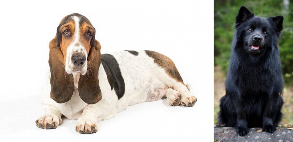 Swedish Lapphund vs Basset Hound - Breed Comparison