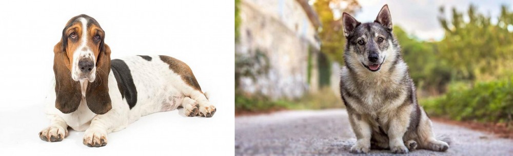 Swedish Vallhund vs Basset Hound - Breed Comparison