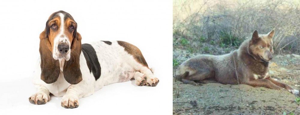 Tahltan Bear Dog vs Basset Hound - Breed Comparison