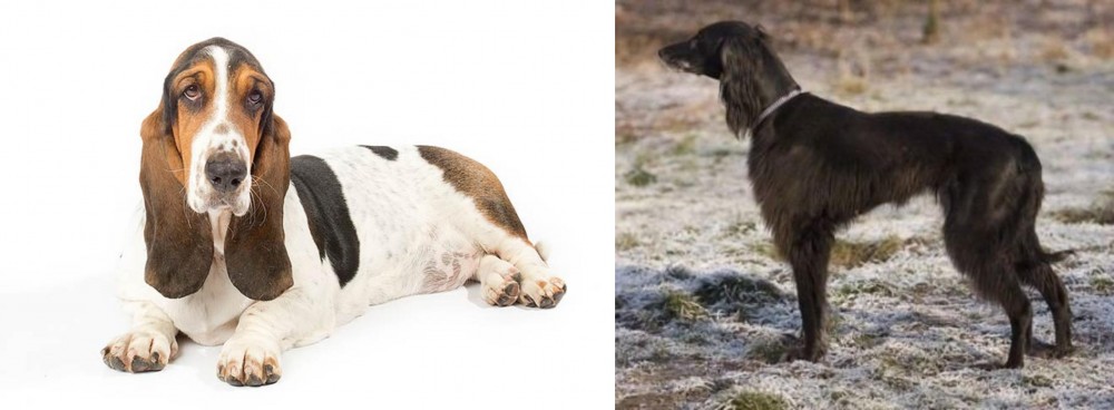 Taigan vs Basset Hound - Breed Comparison