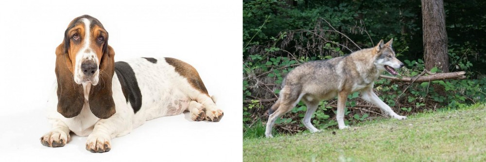 Tamaskan vs Basset Hound - Breed Comparison