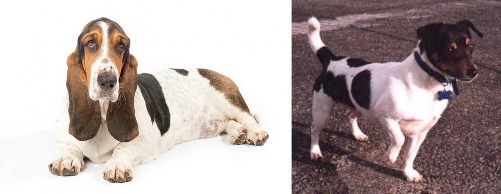Teddy Roosevelt Terrier vs Basset Hound - Breed Comparison