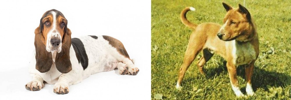 Telomian vs Basset Hound - Breed Comparison