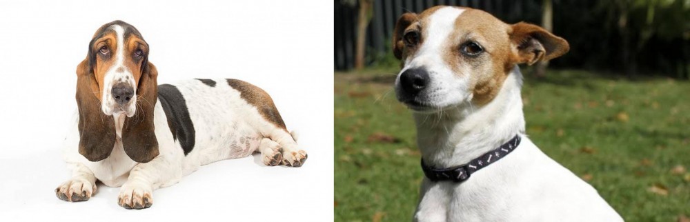 Tenterfield Terrier vs Basset Hound - Breed Comparison