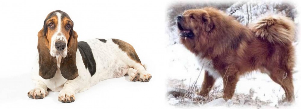 Tibetan Kyi Apso vs Basset Hound - Breed Comparison