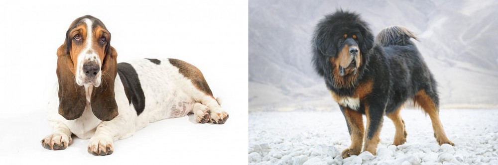 Tibetan Mastiff vs Basset Hound - Breed Comparison