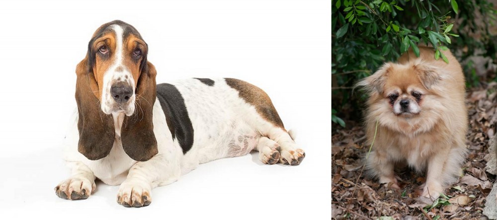 Tibetan Spaniel vs Basset Hound - Breed Comparison