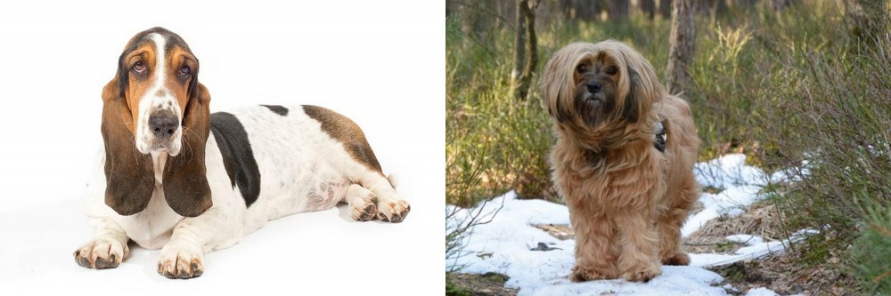 Tibetan Terrier vs Basset Hound - Breed Comparison