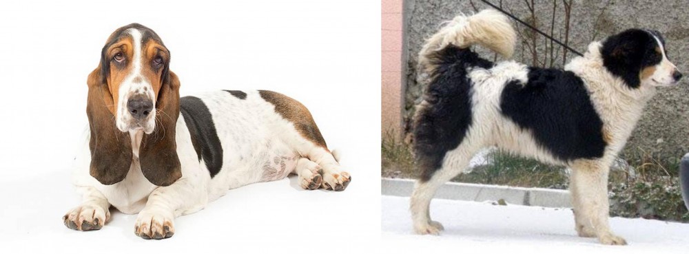 Tornjak vs Basset Hound - Breed Comparison