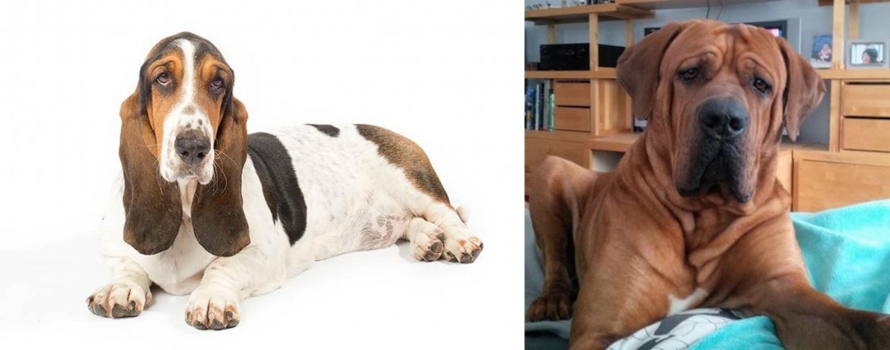 Tosa vs Basset Hound - Breed Comparison