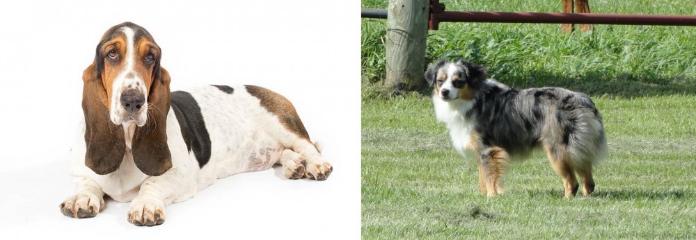Toy Australian Shepherd vs Basset Hound - Breed Comparison