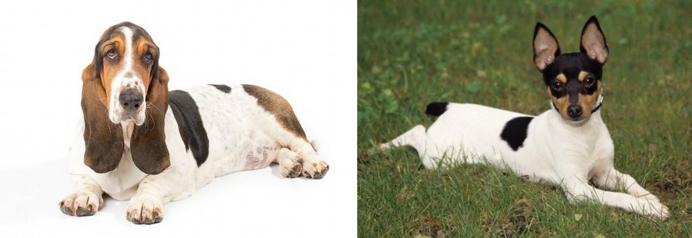 Toy Fox Terrier vs Basset Hound - Breed Comparison