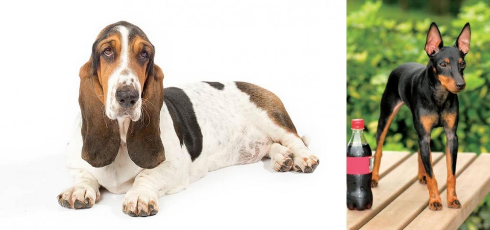 Toy Manchester Terrier vs Basset Hound - Breed Comparison