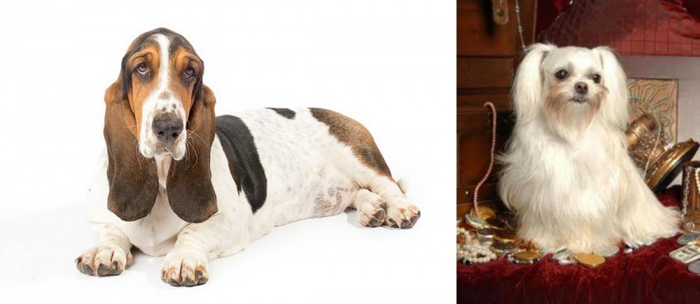 Toy Mi-Ki vs Basset Hound - Breed Comparison