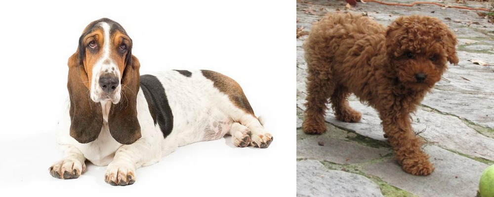 Toy Poodle vs Basset Hound - Breed Comparison
