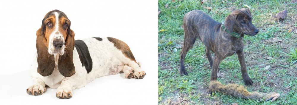 Treeing Cur vs Basset Hound - Breed Comparison